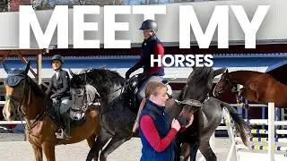 Meet my 6 horses!