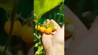 Пошла ЖАРА! Черики, слива и ...
