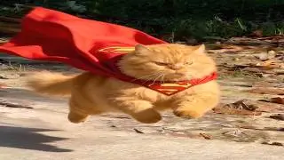 SuperCats Caught On Camera | you blink you miss out