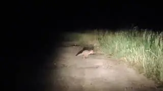 Лисенок обосрался