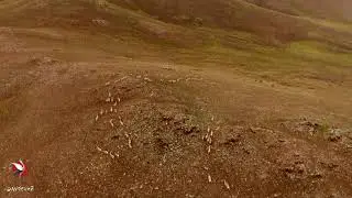 Миграция на север