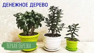 Первая обрезка денежного дерева (толстянки).