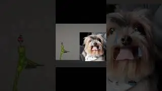 tanga ka Yoshi