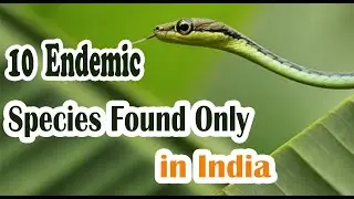 10 Endemic Species Found Only in India | Ancient Asia | Must Watch |