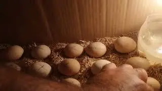 Karton Kutudan Kuluçka Makinesi-Bölüm 6