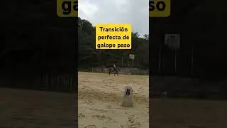 Asi sale una transicion ejecutada con el asiento.Galope-Paso #horse #caballos #dressage #equestrian
