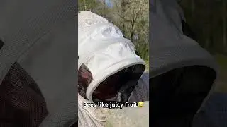Beekeeping fail😂#homesteading #bee #honeybee#shorts#garden#beekeeper#savethenees#nature #fail