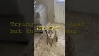 That tail wag