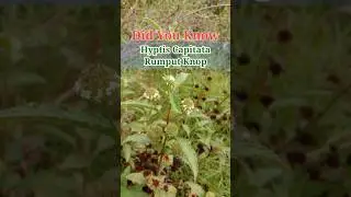 Did You Know: Hyptis Capitata - Rumput Knop Dengan Banyak manfaat