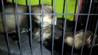 Tala the Deaf Ferret being weird - Ely and Friends