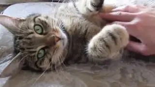 Gestreiftes Glück // Happy Cat
