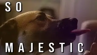 My Dog eats peanut butter in SLOW MOTION