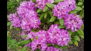Рододендрон вечнозеленый гибридный «Альфред». Все сезоны (Rhododendron hybridum «Alfred»)