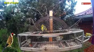 Ловля певчих птиц на западок, классическая клетка. Птицы региона.
