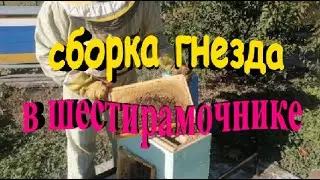 Сборка гнезда пчел в шестирамочнике