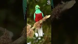 Relaxing Sounds | Birds Singing | Stress Relief | Chirping Birds | Peaceful Nature Sounds | Focus