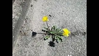 Kleine Blume im Asphalt