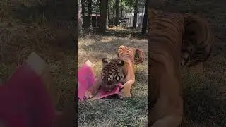 Mila Tiger Labor Day Enrichment