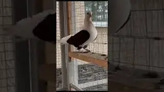 Краснодарские бойные бокатые голуби.
