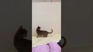 Абиссинский охотник.