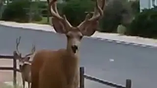 Typical mule deer bucks Colorado Springs