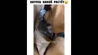 ты не ты когда голоден#shorts