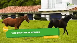Vitrification in equines