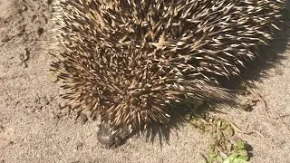 MY LIFE 🍃🌼/ЁЖИК!/ СМОТРЕТЬ ВСЕМ/ ЕЖИК БЕГАЕТ В КЛУБНИКЕ 🦔