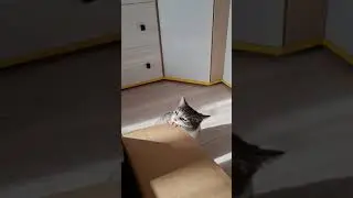 Кошка грызёт коробку