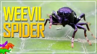 The Spiders That Became Weevils – Dancing Pill Spiders!