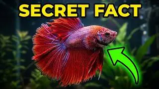 10 Secret Facts About Betta Fish