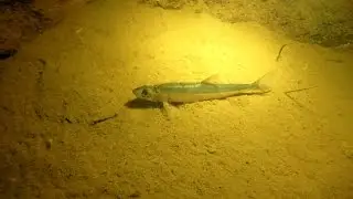 Погружение в озеро Врево.  diving on lake Vrevo.