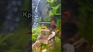Аквариумные креветки 🦐