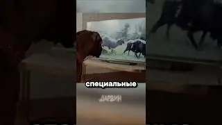 Сериалы для собак