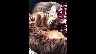 Beautiful happy Rescue Tripod Cat,New Video August 2024! #newvideo #cat #pets #catlover #tripodcat