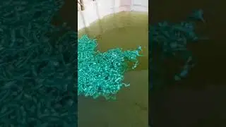 Havuzda lepistes üretimi / pool guppy