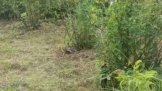 Дом у озера. Птичка что-то клюёт.