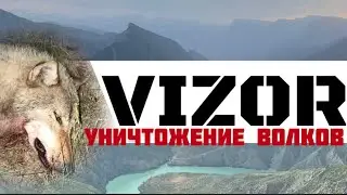 Охота на волка, регулирование численности. Выстрелы по волкам