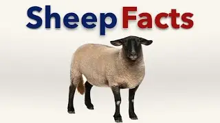 Facts about Sheep