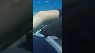 Встретил морскую черепаху под водой ! 🙋‍♂️🐢