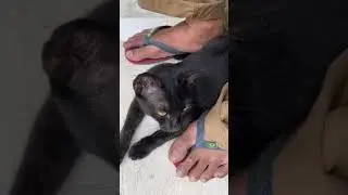 My black cat chirping at the Mynah birds