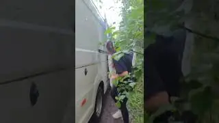 Море лисичек 