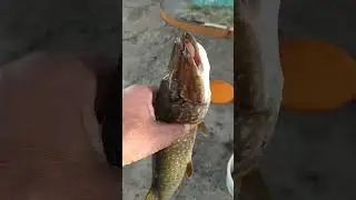 😻РЫБКИ ДАЙ, ДАЙ РЫБКИ