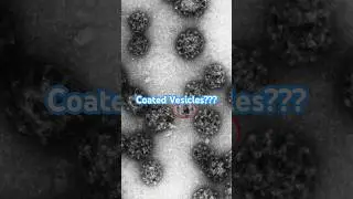 Coated vesicles or soccer balls - Ours were contaminated! #shorts