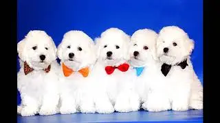 Всё о породе собак Бишон Фризе. Рубрика породы собак | Matvey Pets.