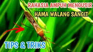Insektisida ampuh basmi hama walang sangit