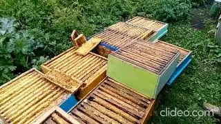 Обсушка рамок пчелами после откачки меда