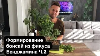 Формирование бонсай из фикуса Бенджамина Ч.2