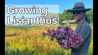 Growing Lisianthus | PepperHarrow Farm