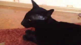 Oriental cat - Gai Gerra )